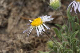 Image de Erigeron pumilus Nutt.