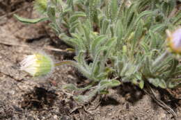 Image of shaggy fleabane