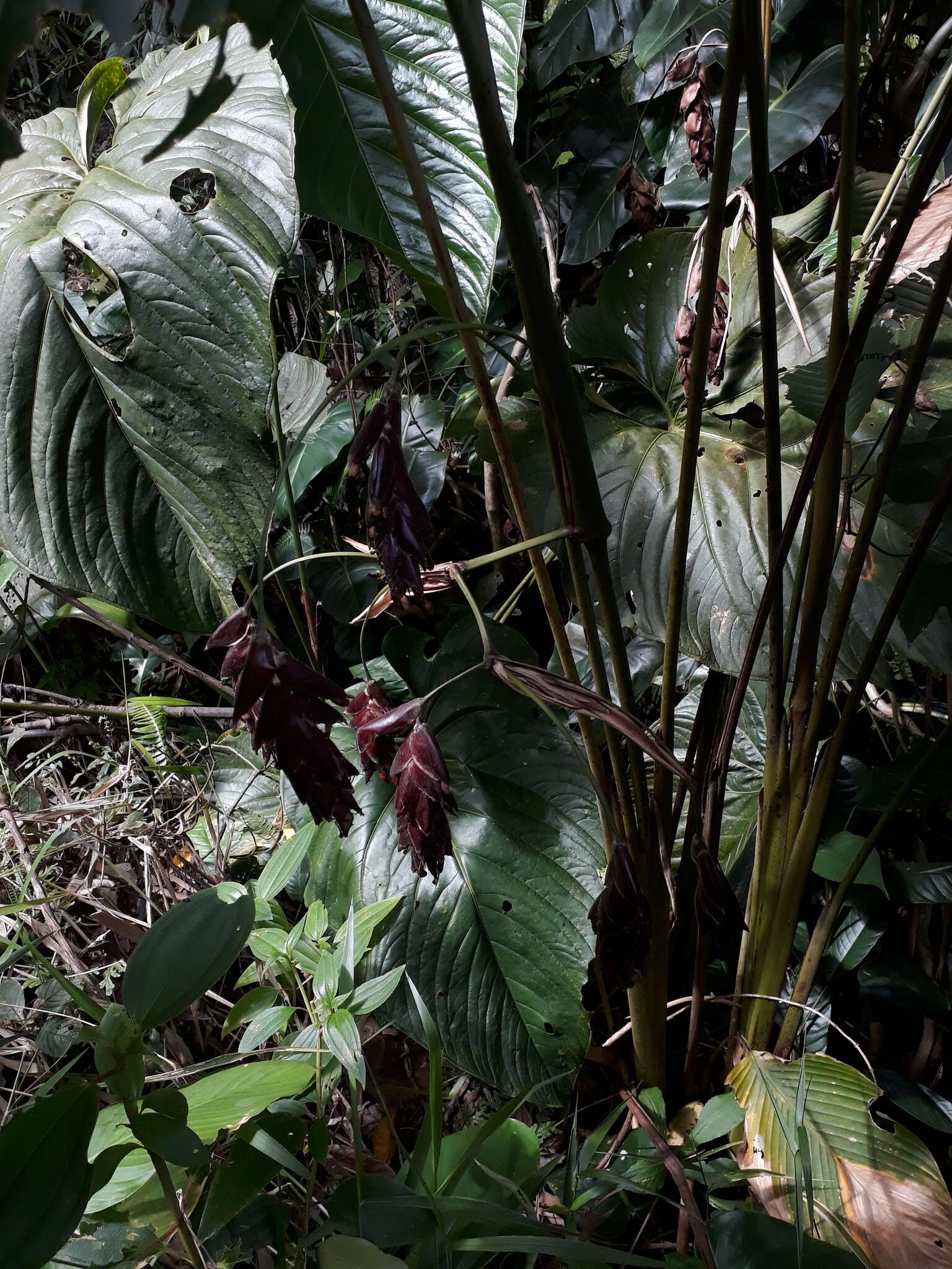 Plancia ëd Calathea erythrolepis L. B. Sm. & Idrobo