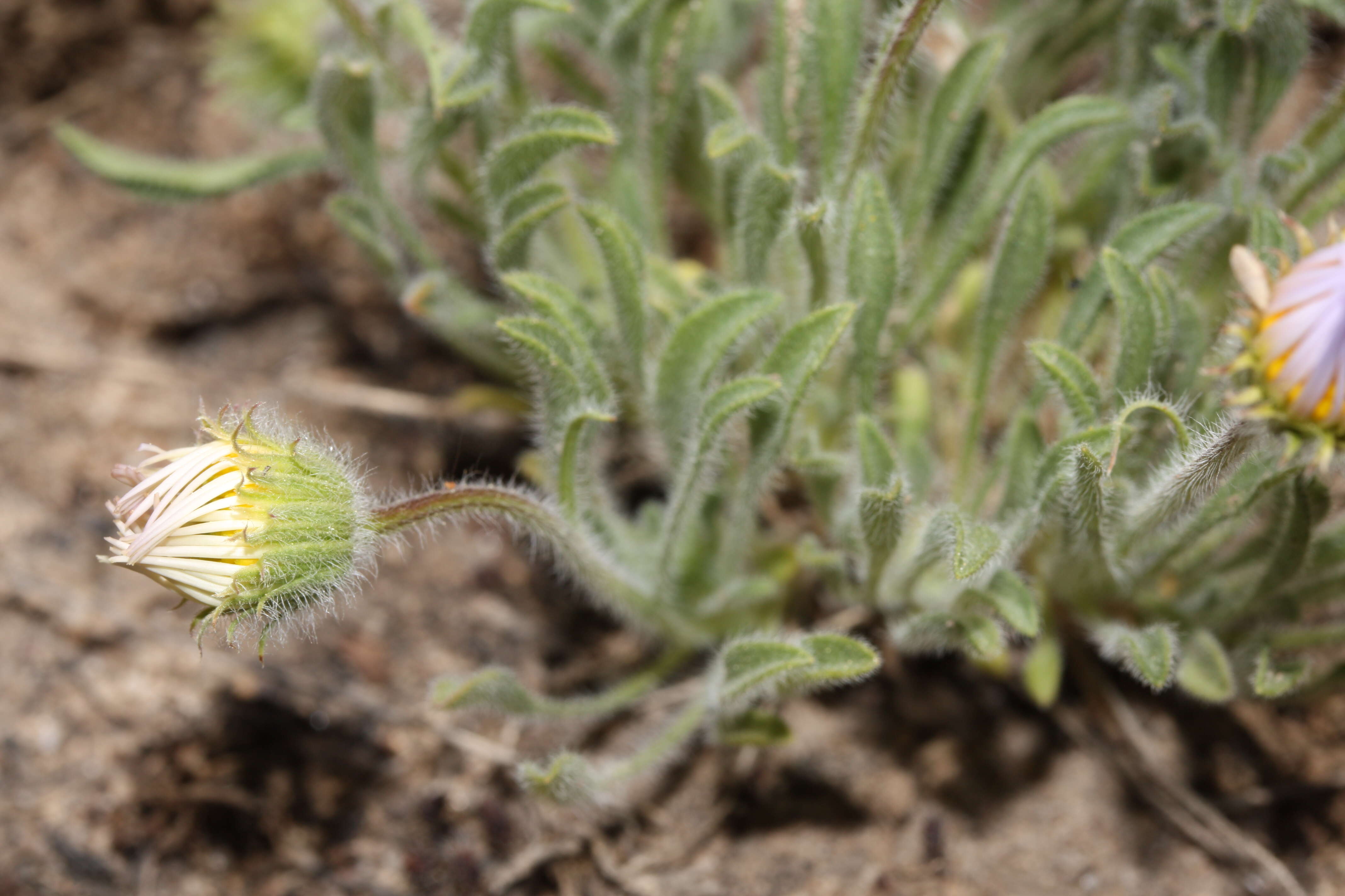 Image de Erigeron pumilus Nutt.