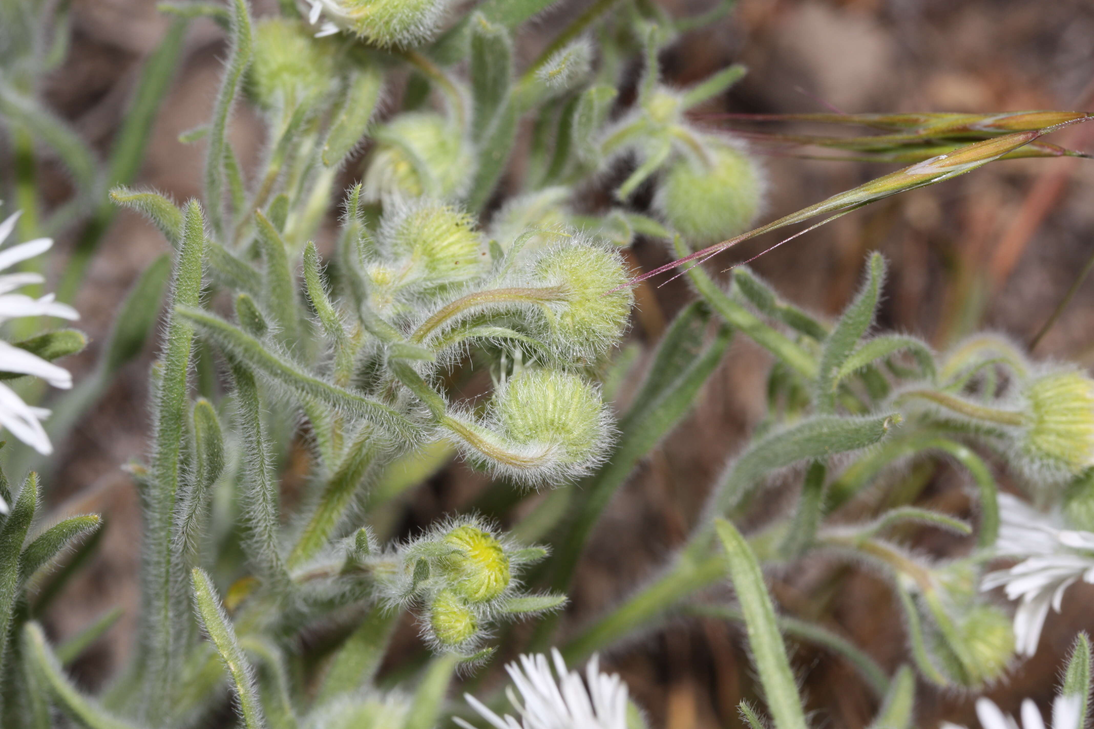 Image de Erigeron pumilus Nutt.