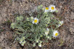 Image de Erigeron pumilus Nutt.