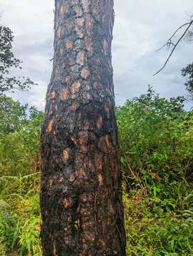 Image of Benguet Pine