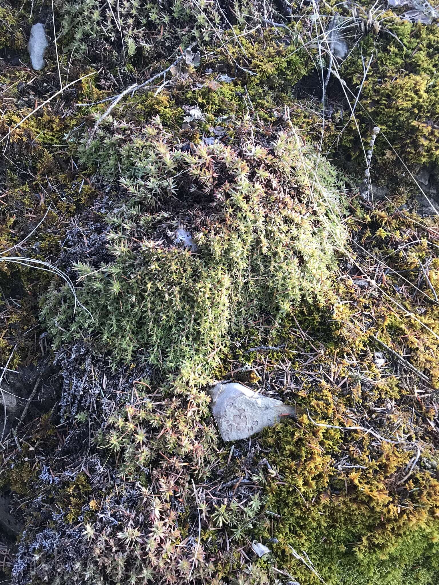 Image of Matted Saxifrage