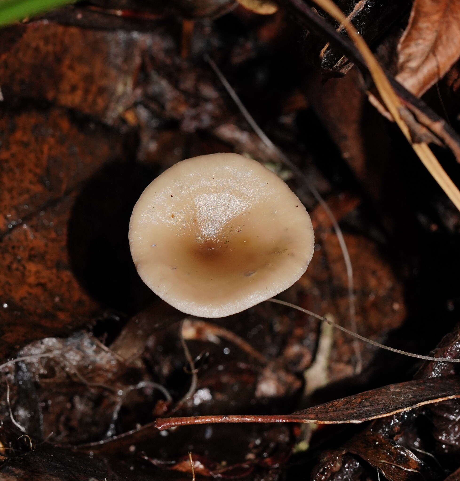 Image of Singerocybe clitocyboides (Cooke & Massee) Zhu L. Yang, J. Qin & Ratkowsky 2014