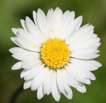 Image of Daisy