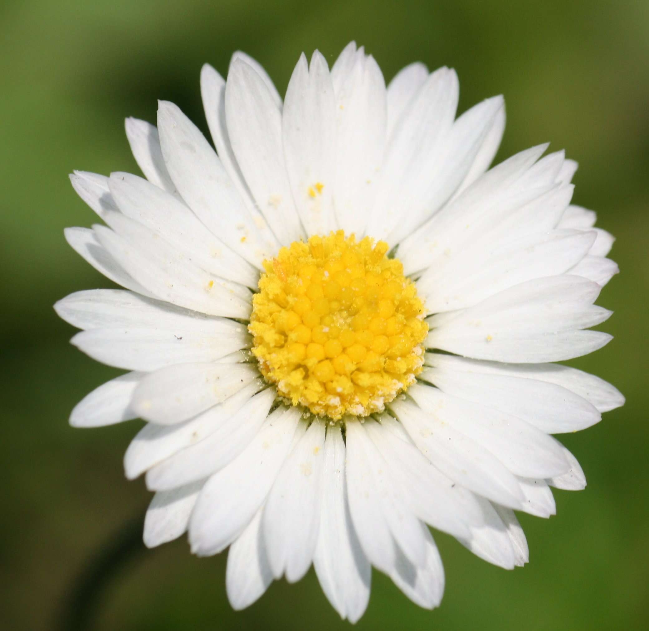 Image of Daisy