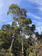 Image de Eucalyptus leucoxylon subsp. connata K. Rule