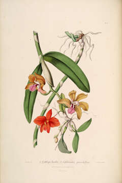 Image of Bicolored Cattleya