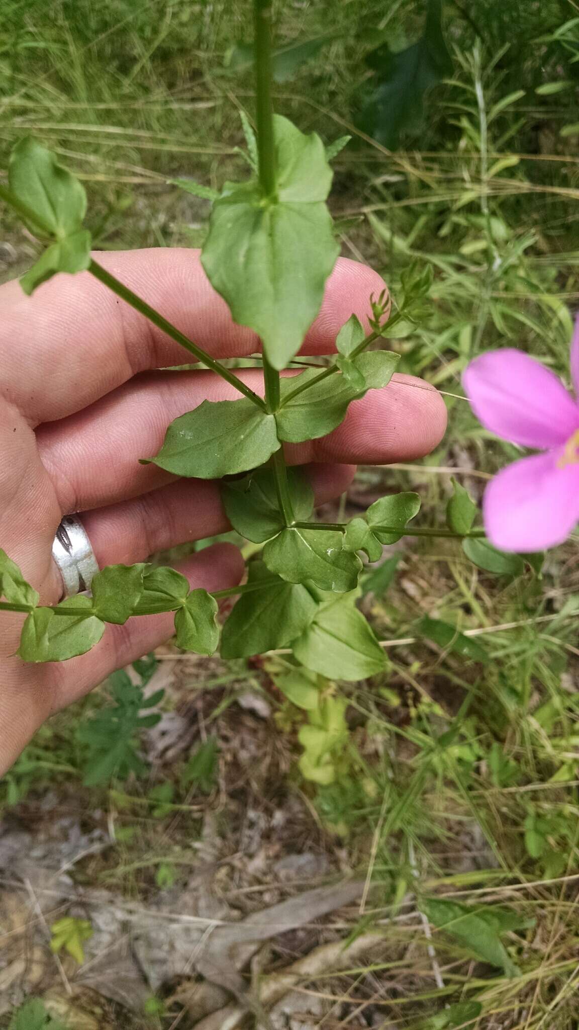 Imagem de Sabatia angularis (L.) Pursh