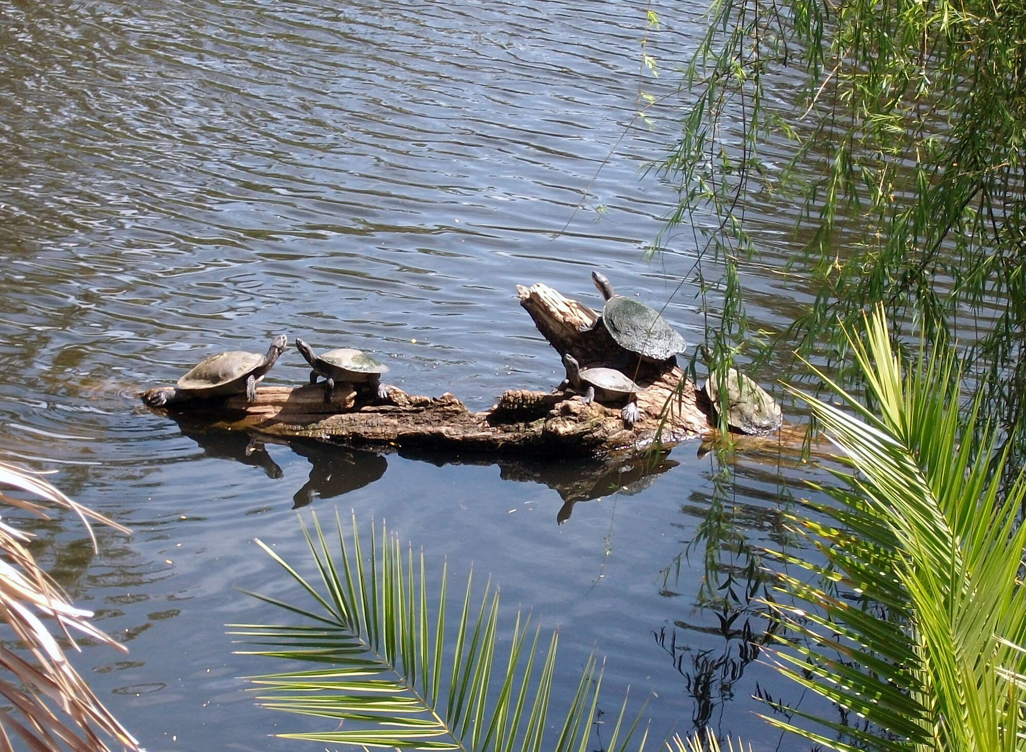 Image of Murray River Turtle