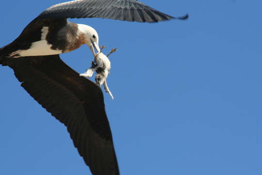 Image of Great Frigatebird