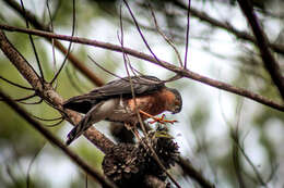 Image of Red-breasted Sparrowhawk