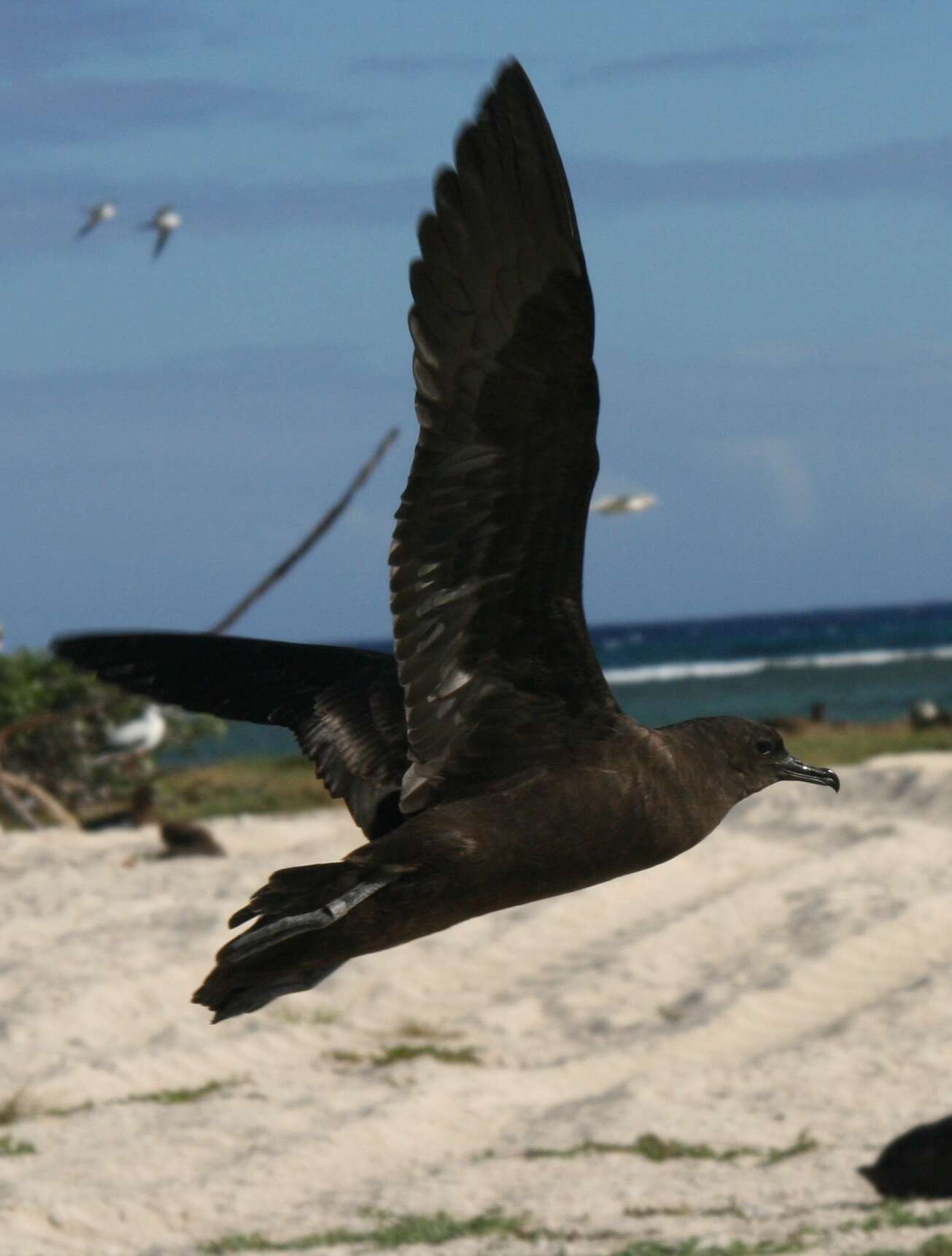 Image of Christmas Shearwater