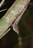 Image of Bueycito Anole