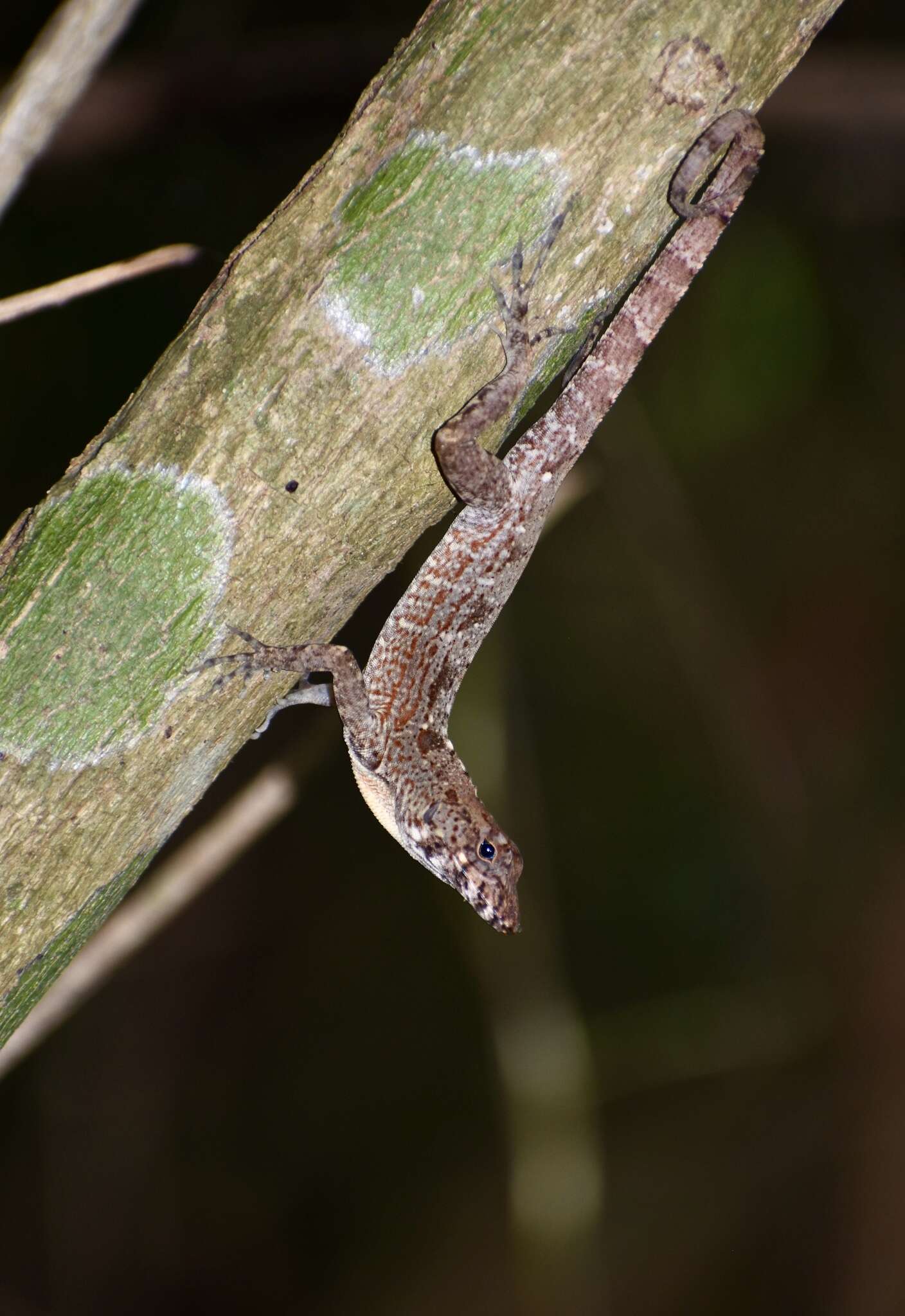 Image of Bueycito Anole