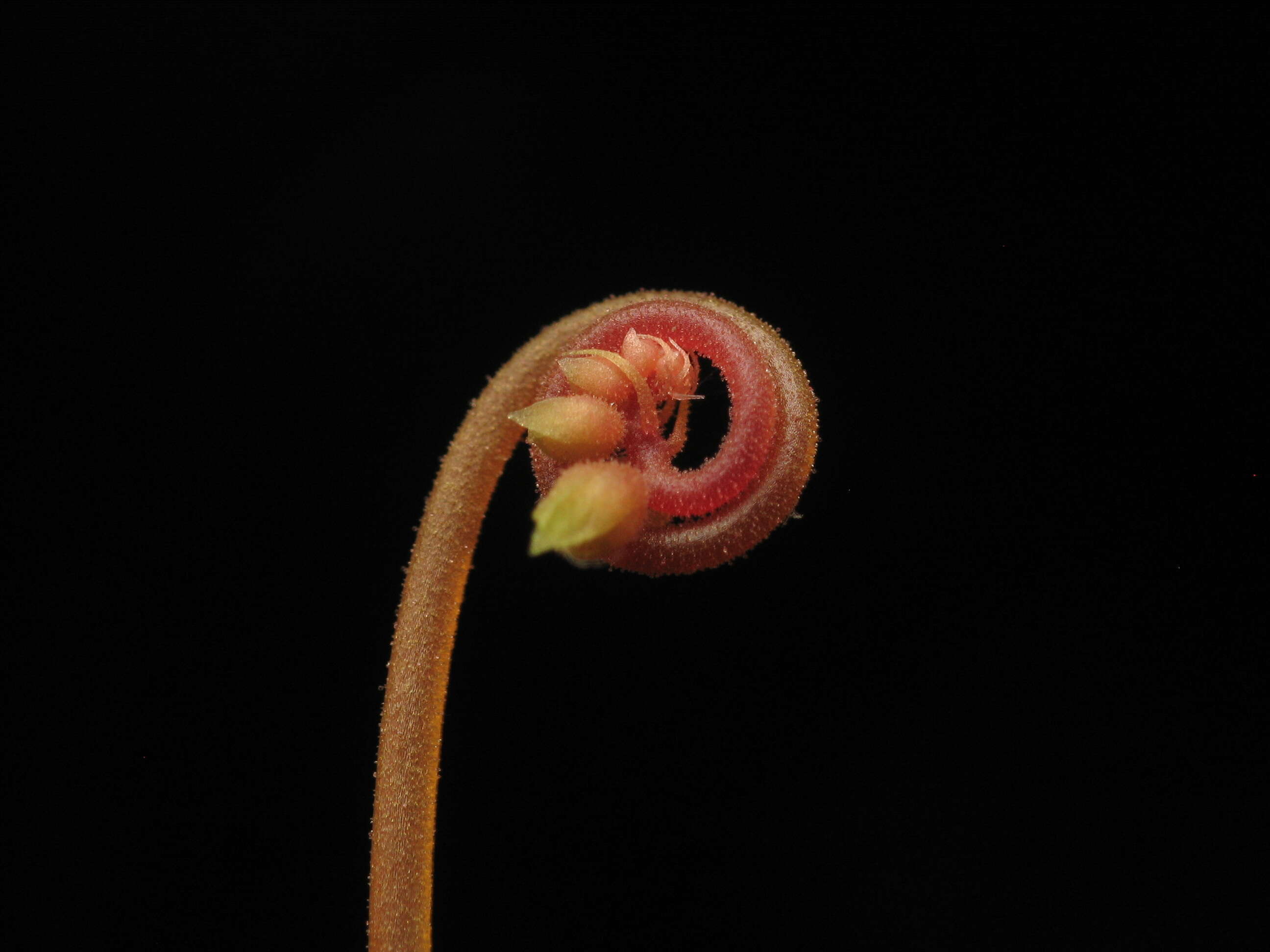 Image of pink sundew