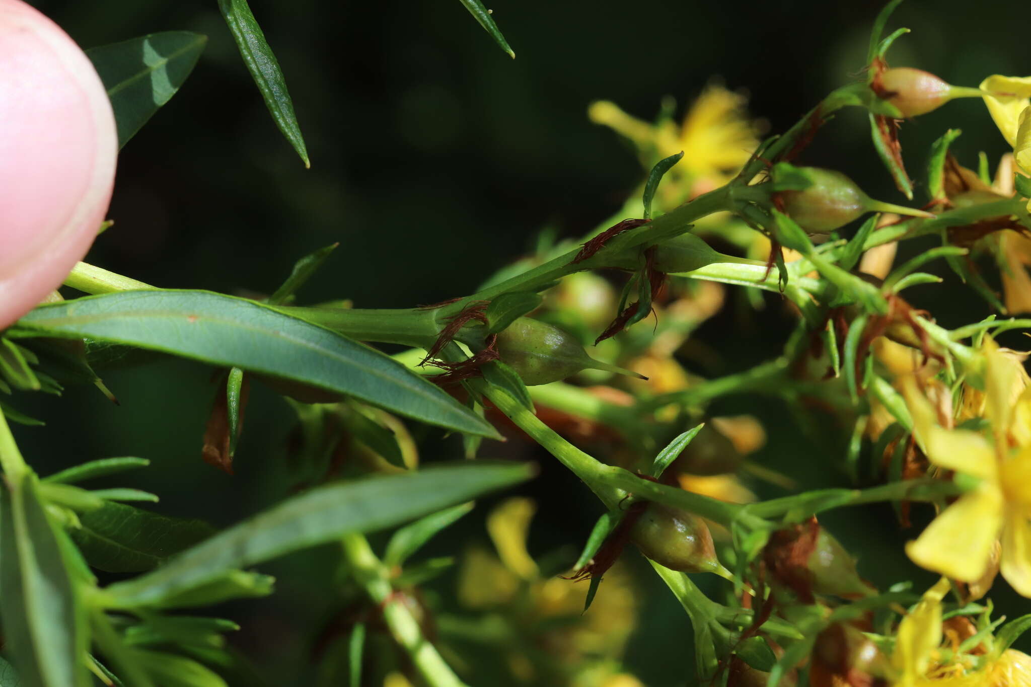 Sivun Hypericum adpressum W. C. P. Barton kuva