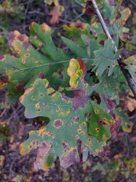 Image of valley oak