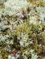 Image of cup lichen