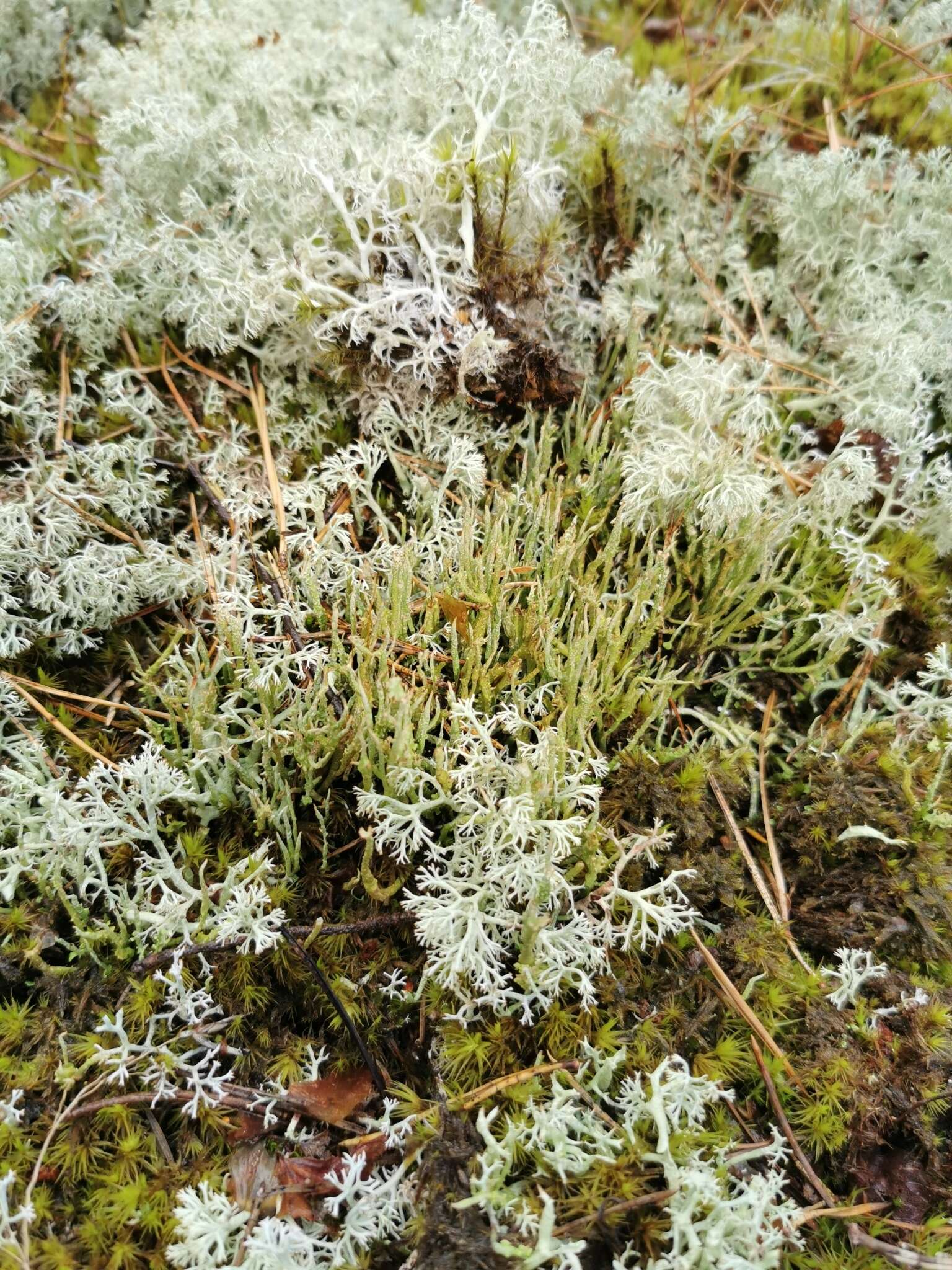 Image of cup lichen