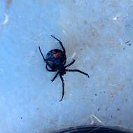 Latrodectus mirabilis (Holmberg 1876)的圖片