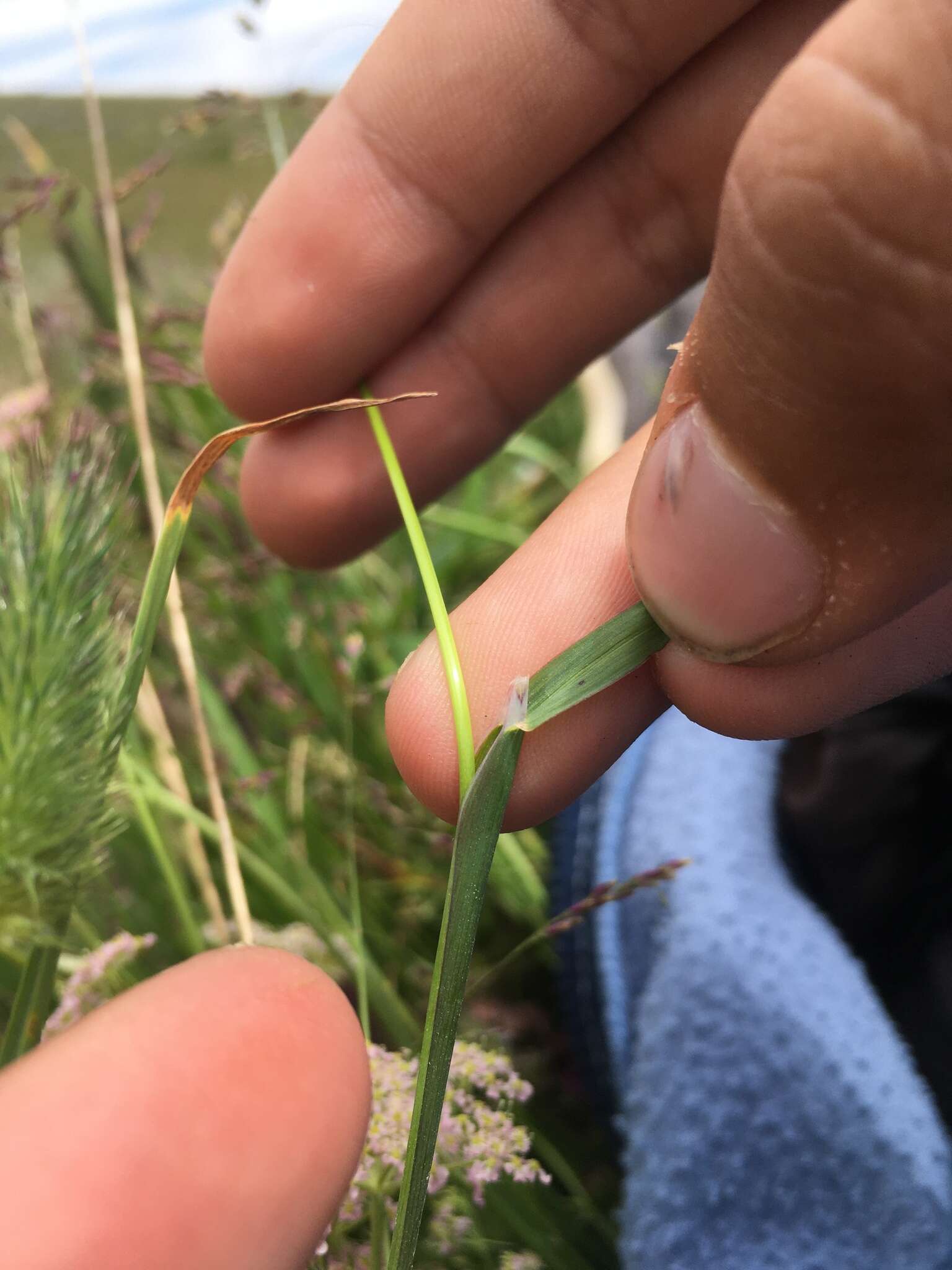 Plancia ëd Catabrosella