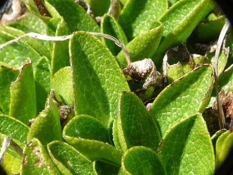 Image of Brachyglottis bellidioides (Hook. fil.) B. Nord.