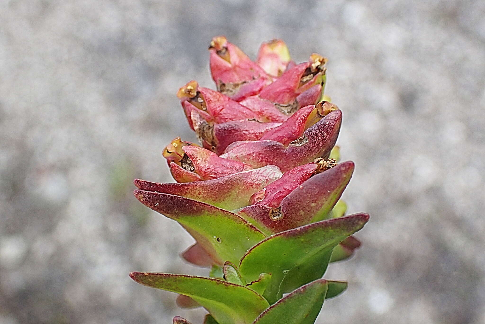 Penaea cneorum subsp. gigantea R. Dahlgren的圖片