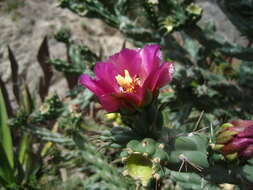 Image de Cylindropuntia imbricata (Haw.) F. M. Knuth