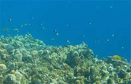 Image of Bicolor damselfish