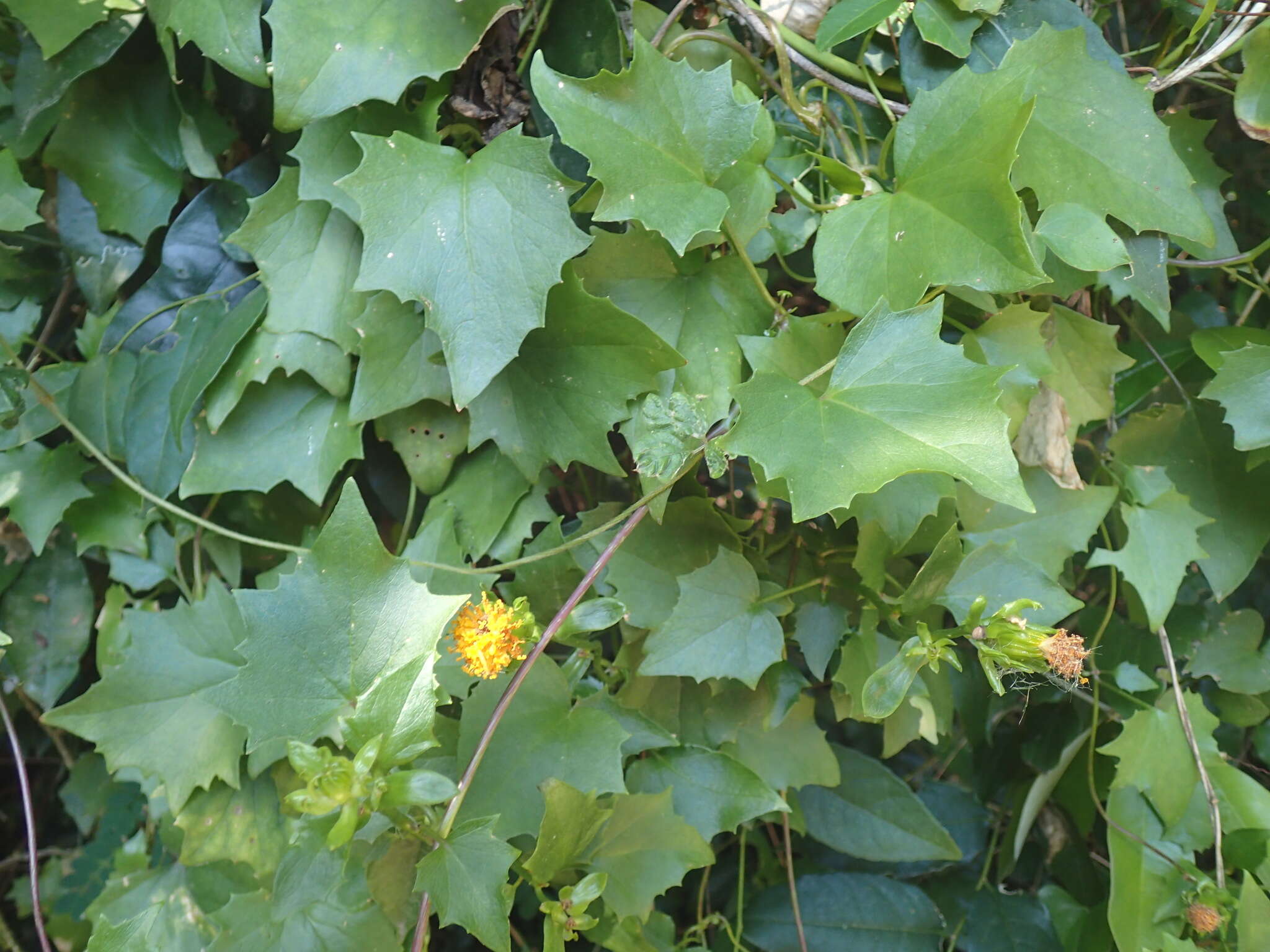 Sivun Senecio helminthioides (Sch. Bip.) Hilliard kuva