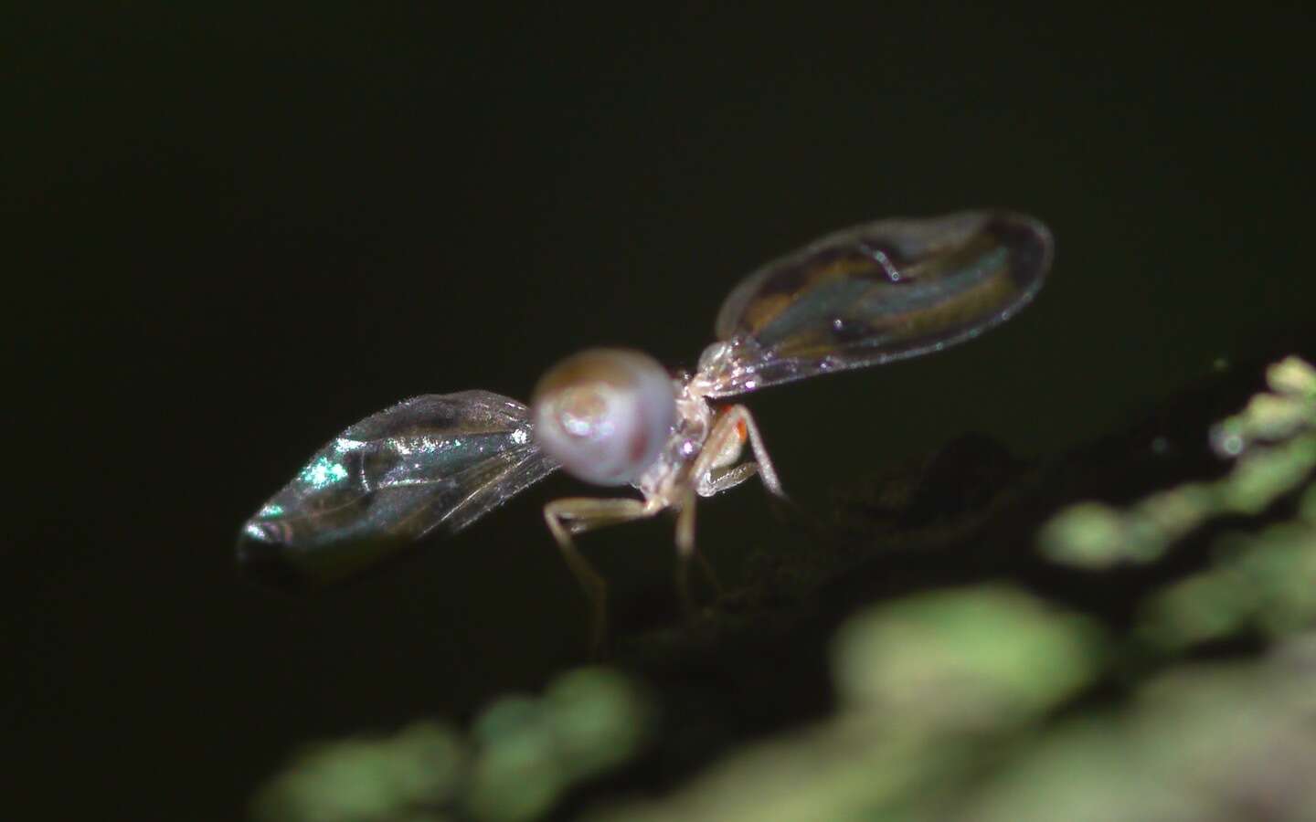 Image of Toxonevra muliebris (Harris 1780)