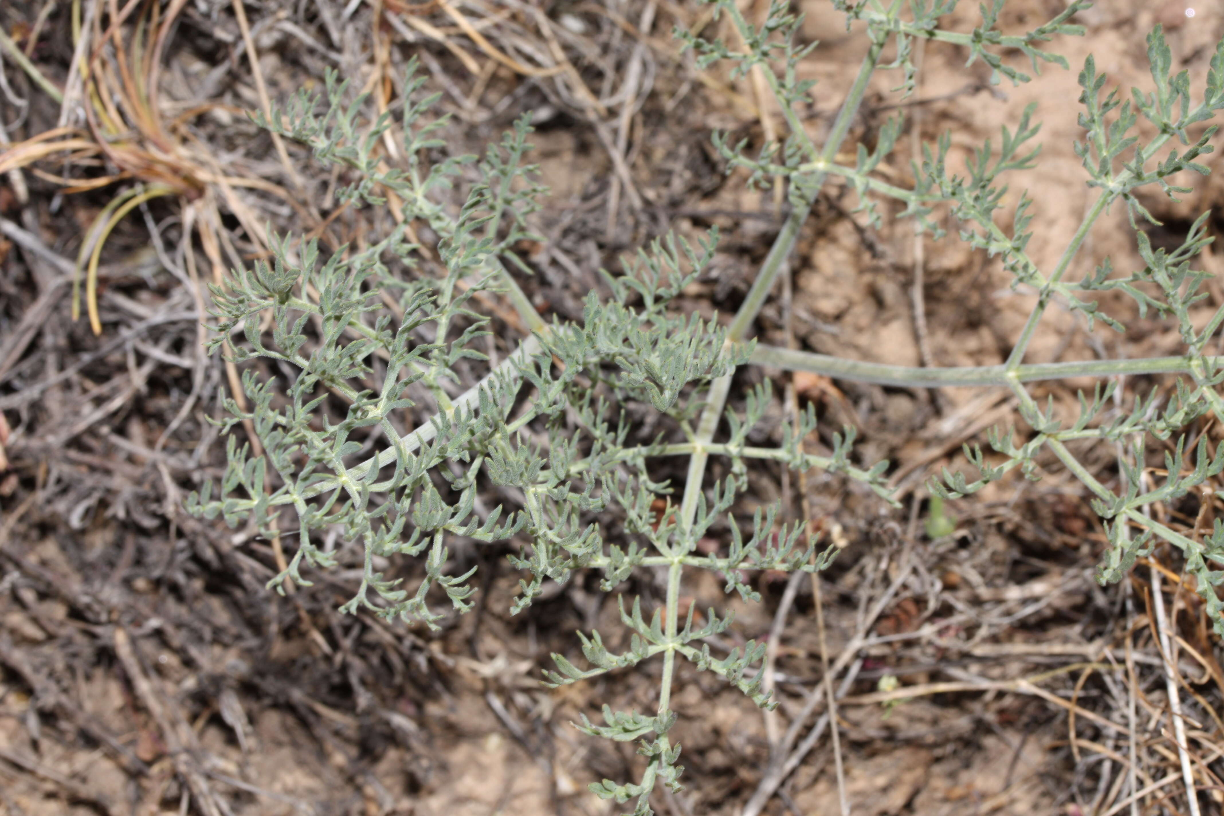 Imagem de Lomatium macrocarpum (Hook. & Arn.) Coult. & Rose