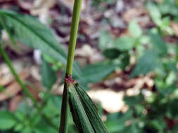 Image de Microstegium fasciculatum (L.) Henrard