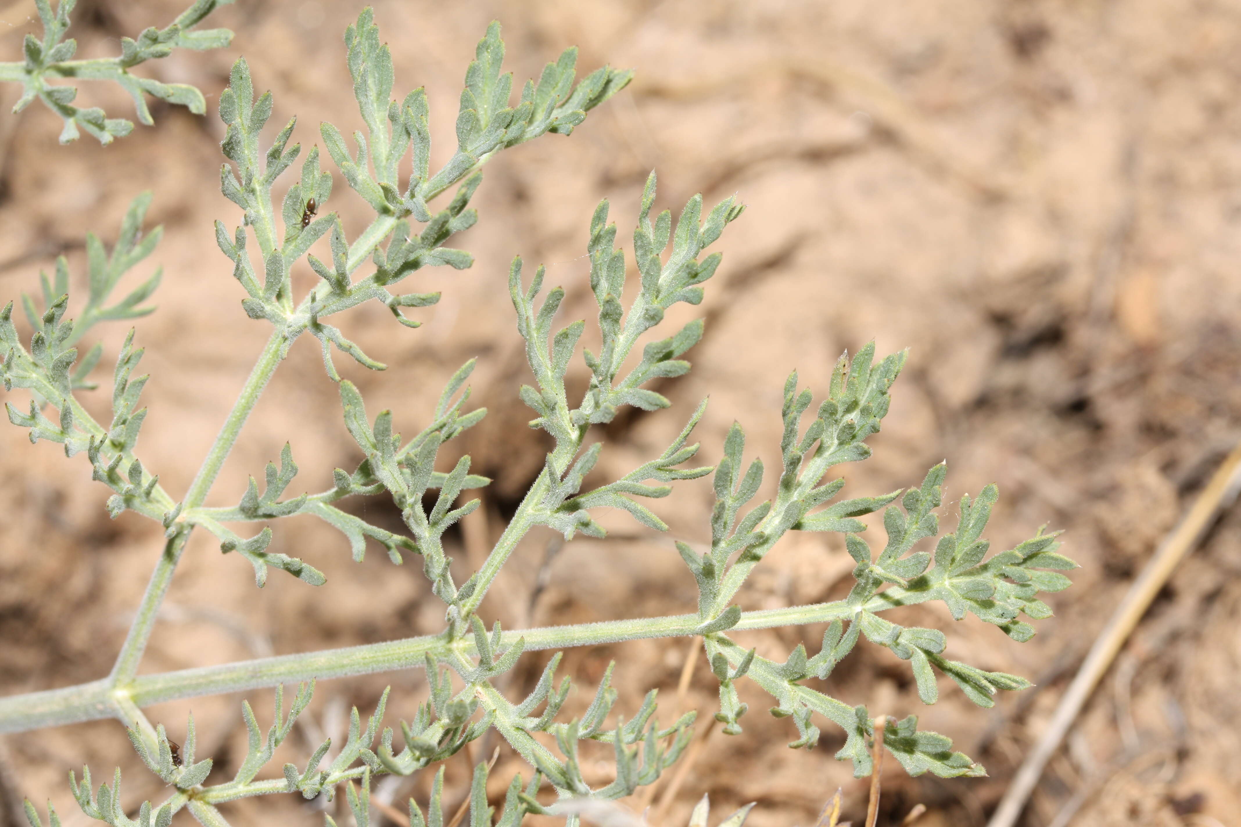 Image of bigseed biscuitroot