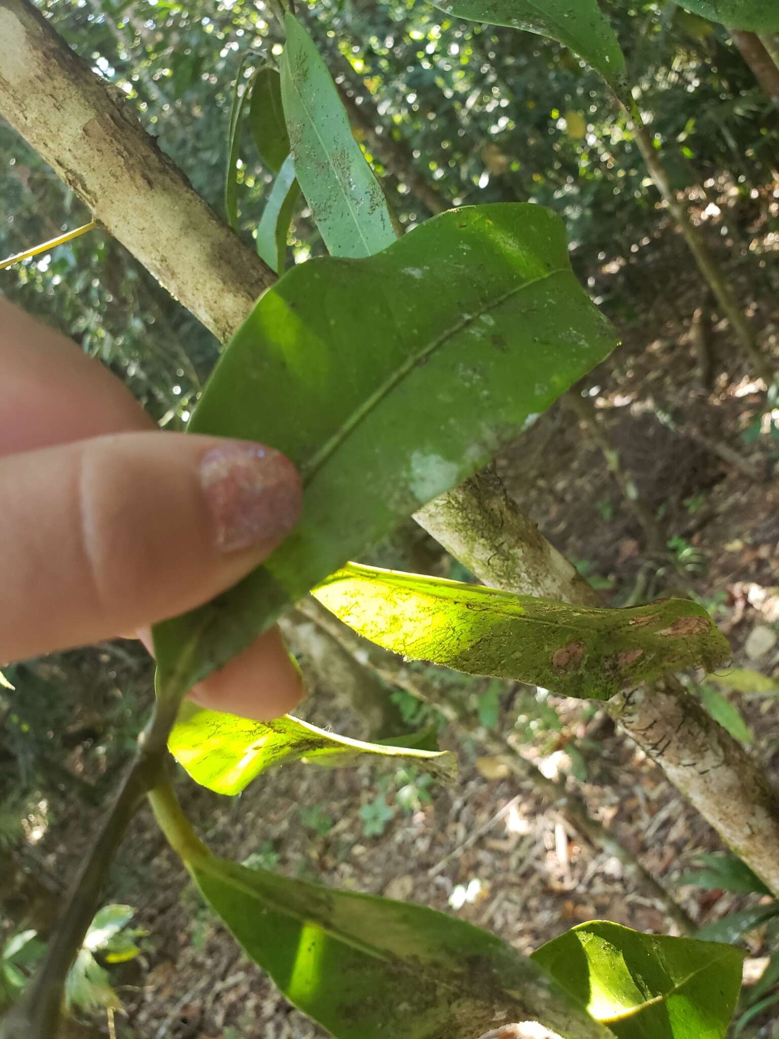 Image of Endiandra microneura C. T. White