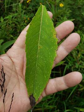 Image de Silphium asteriscus var. dentatum (Ell.) Chapman