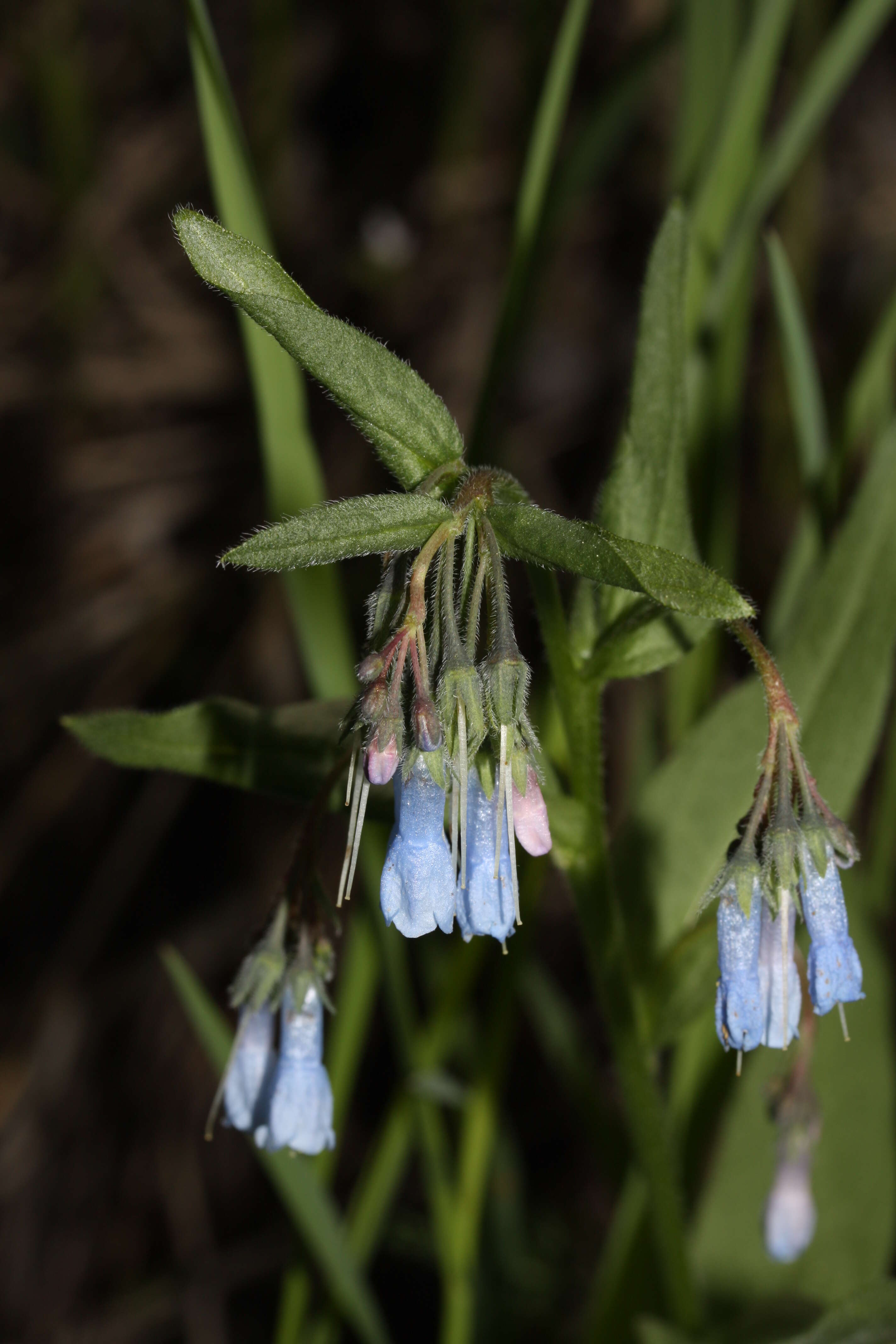 Image of oblongleaf bluebells