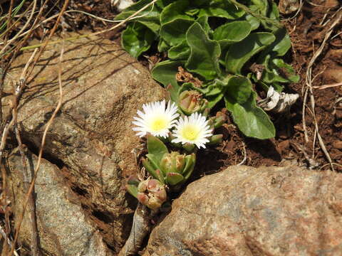 Delosperma carolinense N. E. Br. resmi