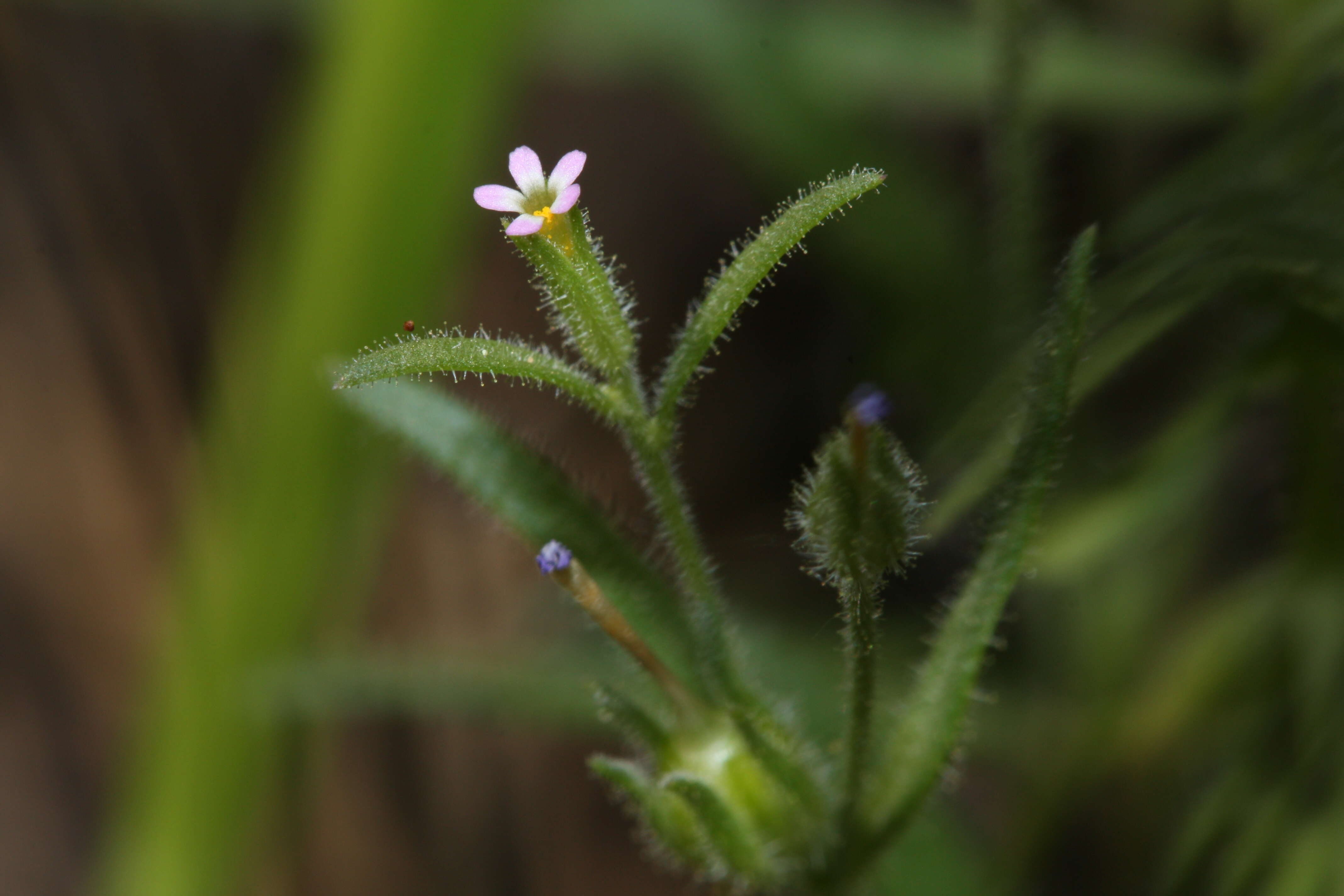 Image of slender phlox