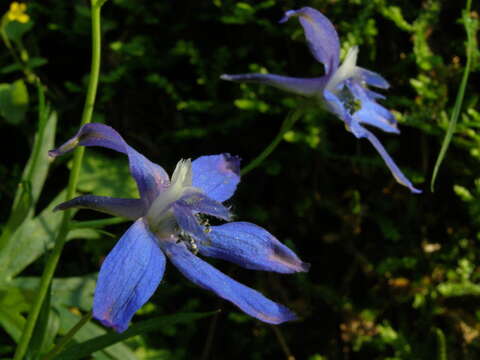 Delphinium menziesii subsp. menziesii的圖片