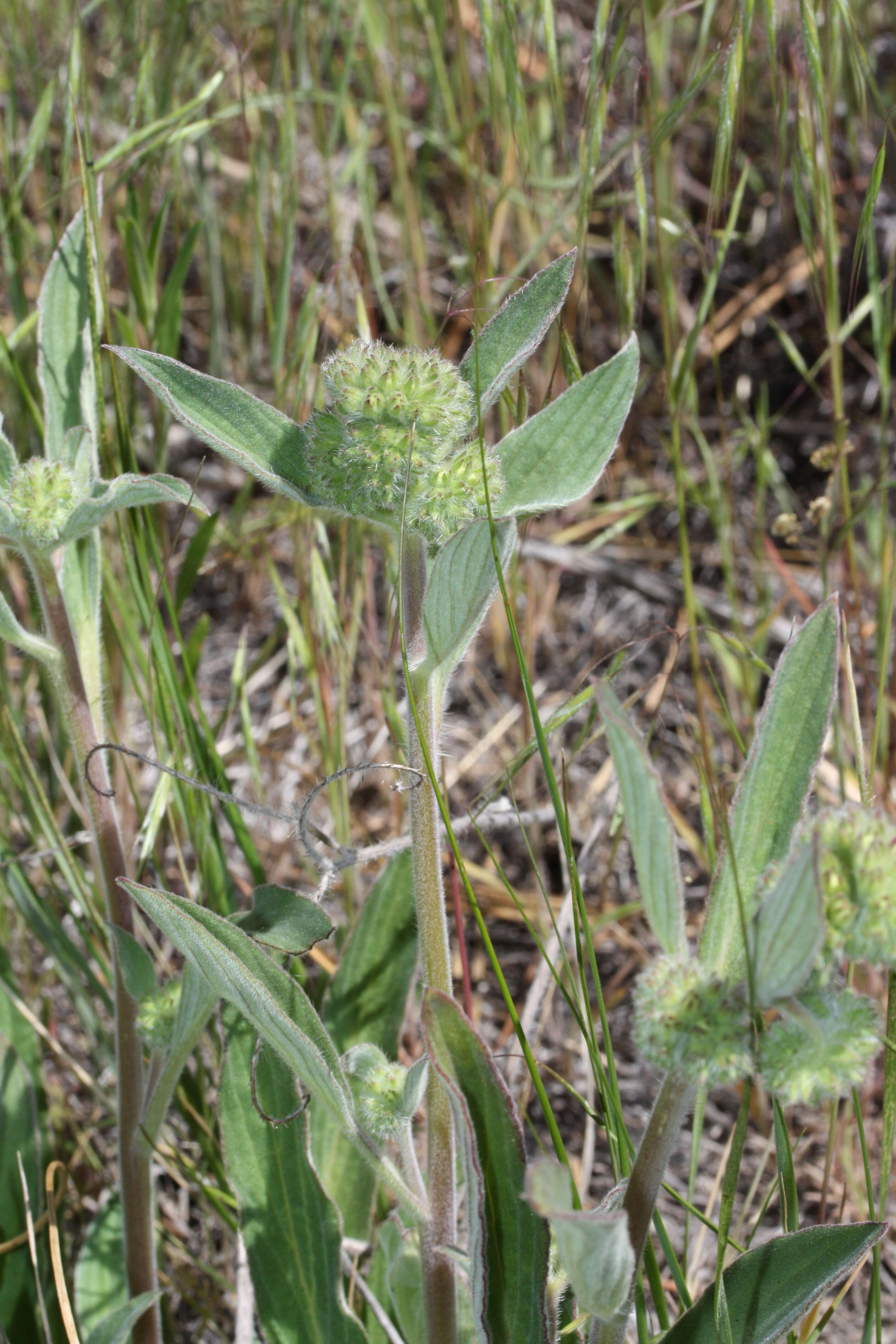 Image of silverleaf phacelia