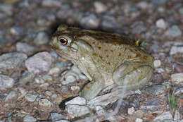 Image of Colorado River Toad Sonoran Desert Toad