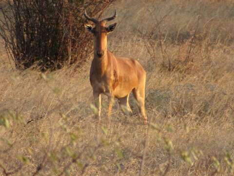 Image of Coke's Hartebeest