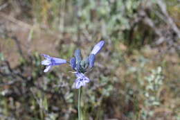 Image of largeflower triteleia