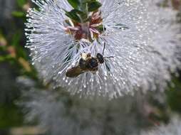 Lasioglossum bicingulatum (Smith 1853)的圖片