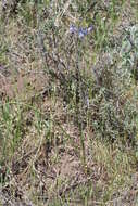 Image of largeflower triteleia