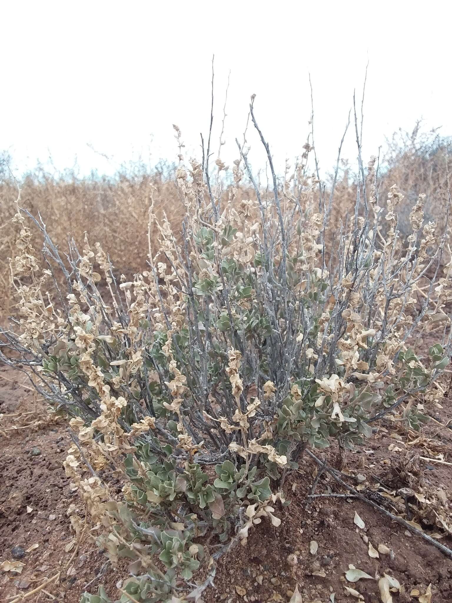 Sivun Atriplex obovata Moq. kuva