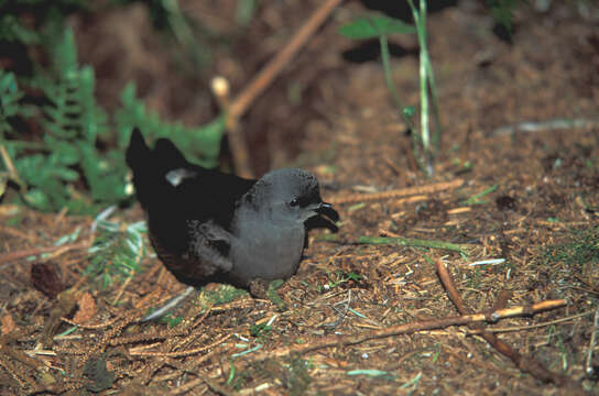 Image of Leach's Storm Petrel